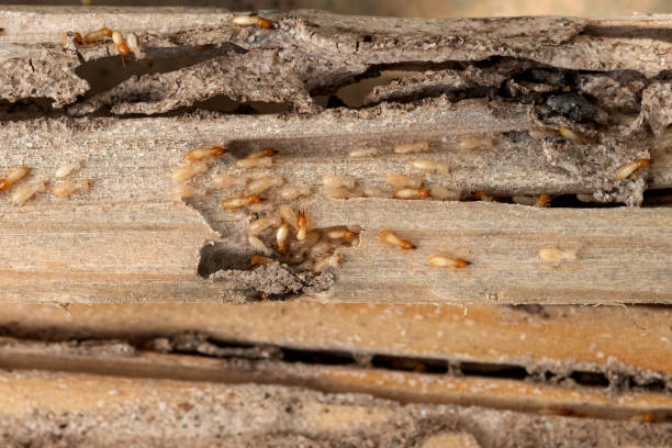 Best Wasp Removal Services  in Fowler, CA